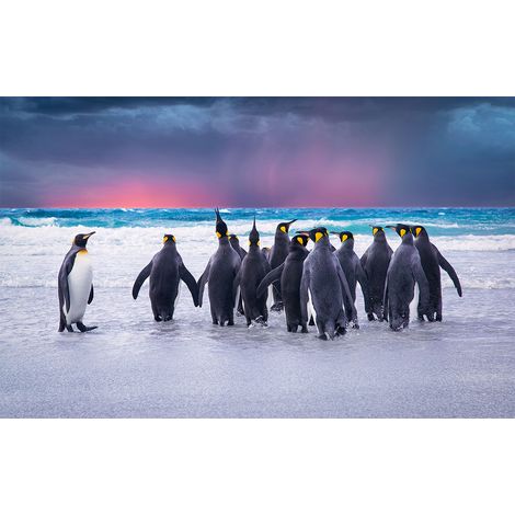 Affiche manchots rois sur la terre de feu, 60x40cm - made in France (1/5)