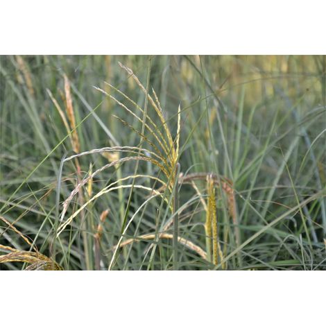 Gardenaria Miscanthus sinensis 'Graziella' - Graminacea ornamentale da esterno - Altezza: 60 cm (vaso 17) (1/3)