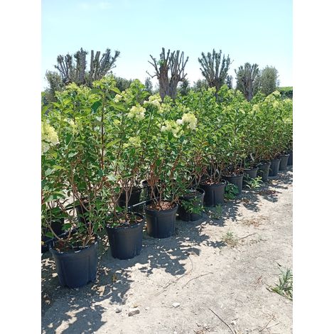 HYDRANGEA PANICULATA (Ortensia) VANILLA FRAISE CESP.40 (1/4)