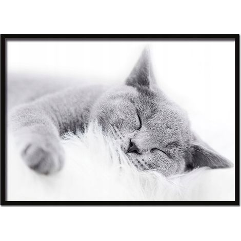 IMAGE, AFFICHE ENCADRÉE 53x73 cm Chat P502 horizontal