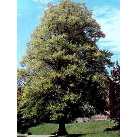 Platane à feuilles d'érable Pot de 7,5L/10L (1/2)