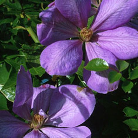 Clématite  - Clematis 'Mrs Cholmondeley'  - 50-60 cm pot