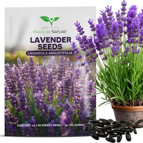 Graines de Lavande Vraie env. 150 Pcs (1/5)