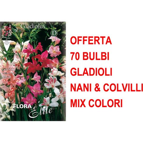 OFFERTA 30 BULBI GLADIOLI NANI & COLVILLI IN MIX DI COLORI BULBS