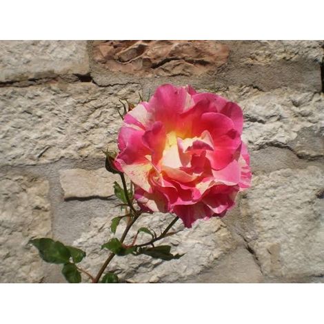 Rosa Missoni® - Rosa da Giardino a Grandi Fiori Rifiorente (1/4)