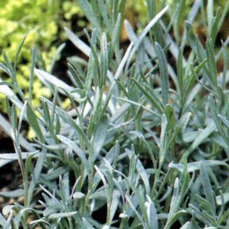 4 x Lavandin  - Lavandula intermedia 'Dutch'  - godet 9x9 cm (1/4)