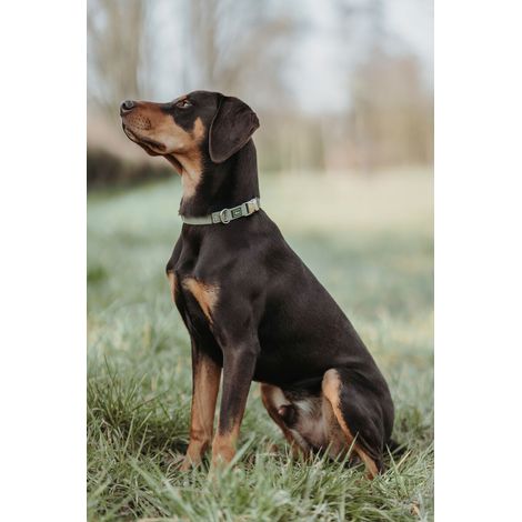 Collare per Cani Hunter Verde 45-65 cm (1/4)