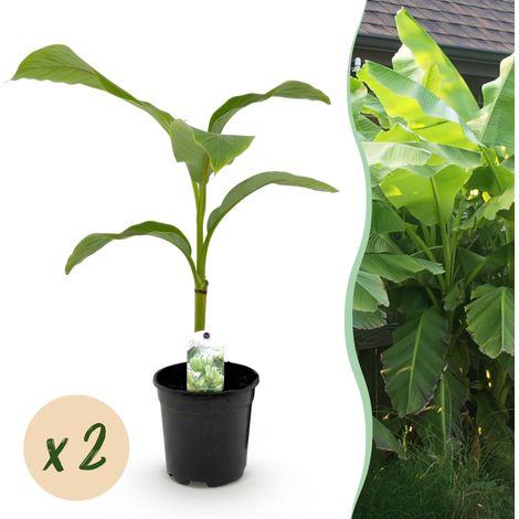 Lot de 2 Bananiers Musa Basjoo Rustiques - Plante Tropicale Extérieur - Pot 17cm Hauteur 40cm - PANGIVO (1/5)