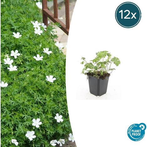 Lot de 12 Géraniums Vivaces Sanguineum Album Couvre-sol Fleurs Blanches 10-25 cm Pot Ø 9 cm - PANGIVO (1/5)