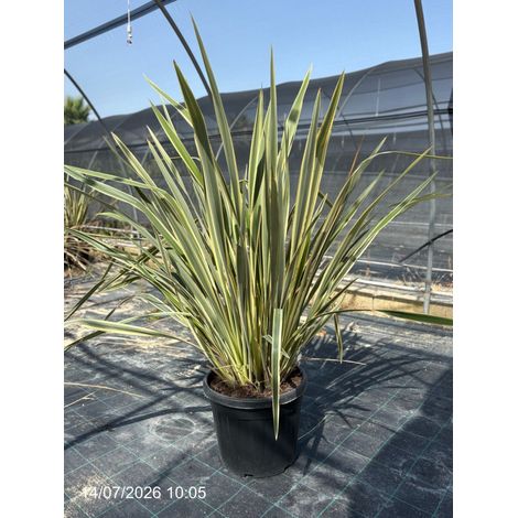 Phormium Tenax Variegatum Pot 45 cm Plante Ornementale Persistante