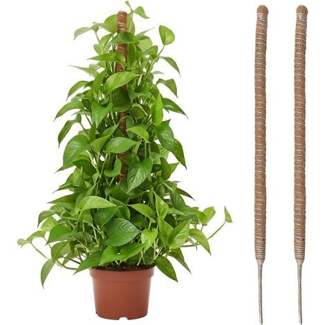 Wigearss 2 Pièces Tuteur Plante Intérieur 80cm, Support Grimpant en Coco Pliable, Poteau de Croissance pour Jardin Domestique, Plante Monstera (1/5)