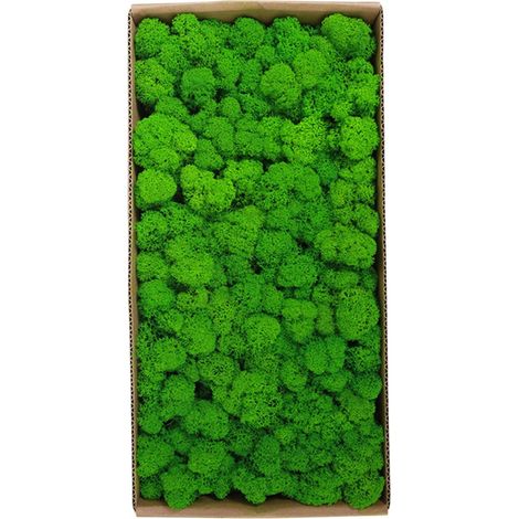 Décoration murale en mousse préservée. Véritable mousse préservée, sans entretien. Mousse naturellement préservée pour la maison, les fêtes et les festivals. (1/5)