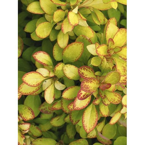 Épine-vinette de Thunberg 'Limoncello' Pot de 3L/4L (1/4)