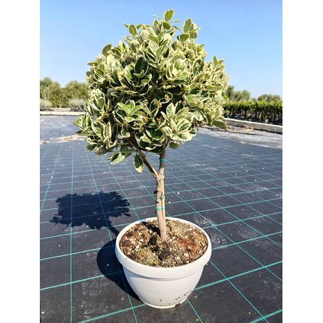 EUONYMUS JAPONICUS ALB. CIOTOLA 25 MINI FUSTO ALBOMARGINATUS