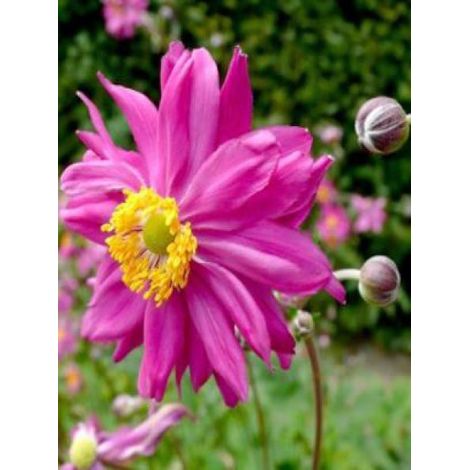 Anémone du Japon 'Bressingham Glow' Godet de 8/9 cm