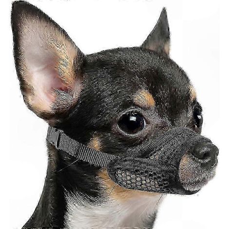 Museau chien nez court anti-morsure pour petites et moyennes races, concentration brachycéphales, Chihuahua, Poméranien, bouledogues. (1/5)
