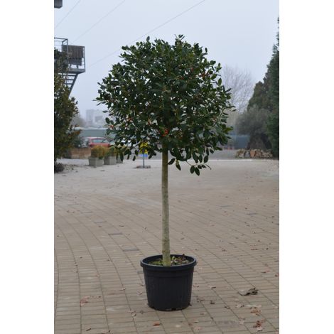 Ilex myrtifolia "Nellie R. Stevens" pianta ad alberello esemplare in vaso ø50 cm h. 180/200 cm FOTO REALI (1/4)