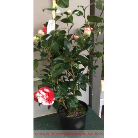 CAMELIA JAPONICA COLETTI VASO 17CM (1/2)