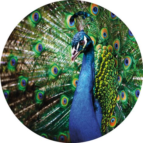 Papier peint panoramique oiseaux turquoise & vert | Tapisserie panoramique ronde paon idéale couloir| Papier peint panoramique 3D animaux pour salon - 140 x 140 cm (3 pièces) (1/2)