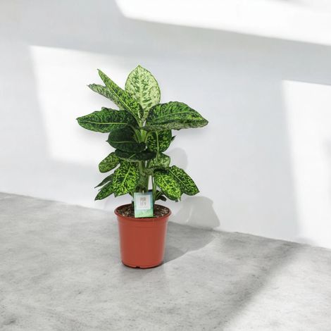 Gardenaria Dieffenbachia 'Reflector' - Pianta da interno ornamentale - Altezza: 65 cm (vaso 17) (1/5)