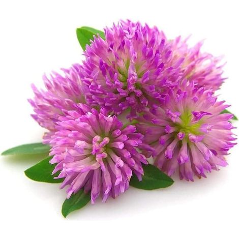 Trèfle Rouge Semences 500g (15–20 m²) – Enrobées et Inoculées – Haute Germination – Fixation d’Azote et Sol (1/5)
