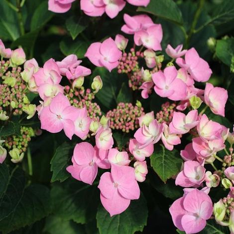 Hortensia  - Hydrangea macrophylla 'Messalina'  - 25-30 cm pot