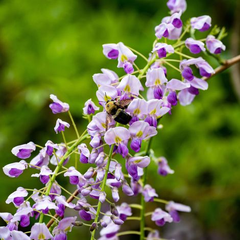 Glycine - Wisteria sinensis Prolific 70cm (1/2)