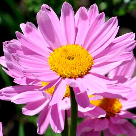4 x Pyrèthre  - Tanacetum 'Robinson's Rose'  - godet 9x9 cm
