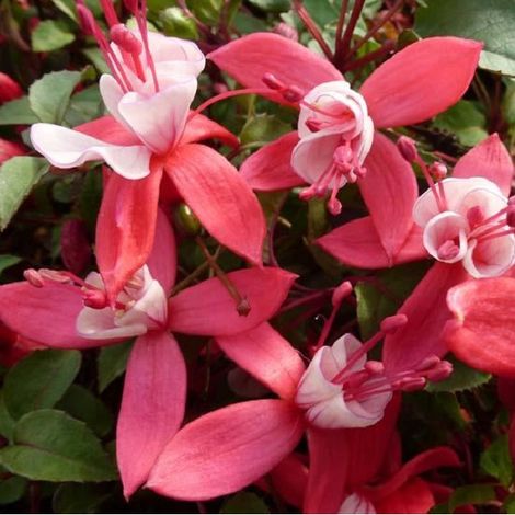 4 x Fuchsia 'Madame Cornelissen' - godet 9x9 cm (1/4)