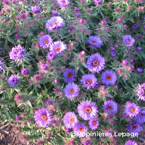 3 Asters de Nouvelle-Angleterre 'Purple Dome' (Asters novae-angliae 'Purple Dome')