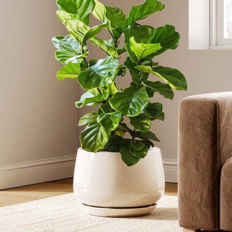 Keramik Blumentopf 30 cm mit Untersetzer, Beige, für Innenbereiche (1/5)