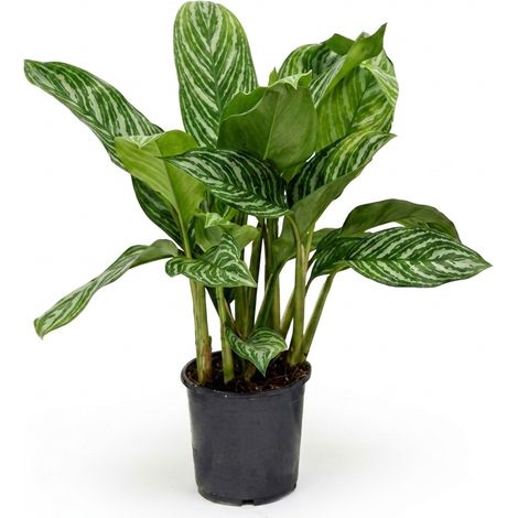 Bloomique - Aglaonema Stripes - Plante d'intérieur - Dépolluante - Facile d'entretien - Hauteur 50-70 cm - Pot 17 cm (1/5)
