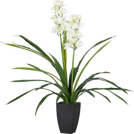 Orchidée Cymbidium 60 x 60 x 100 cm (1/2)