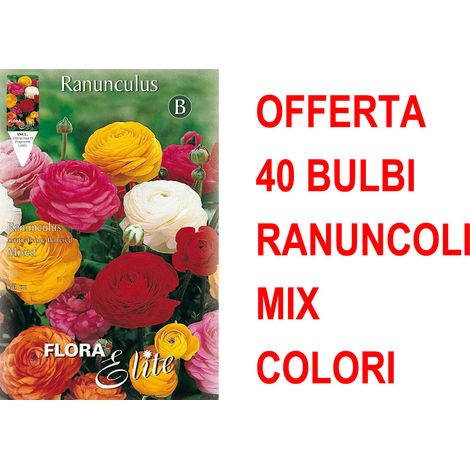 OFFERTA 40 BULBI RANUNCULUS ASIATIC MIXED BULBS BULBES RANUNCOLI