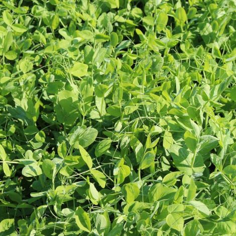Futtererbse Saaterbse Pisum sativum ÖKO 25 kg Winter Grünfutter Gründüngung