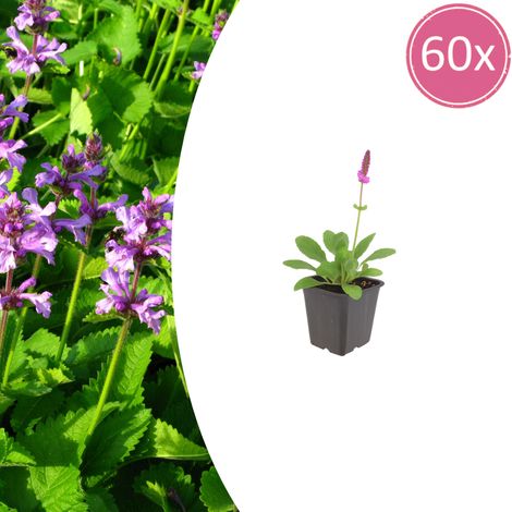 Lot de 60 Stachys monieri 'Hummelo' Épiaires Vivaces Fleurs Rose Pourpre 10-25 cm Pot Ø 9 cm - PANGIVO (1/5)