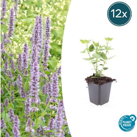 Lot de 12 Agastaches 'Blue Fortune' Plantes Vivaces Mellifères Fleurs Bleu Lavande H10-25 cm Ø 9 cm - PANGIVO (1/5)