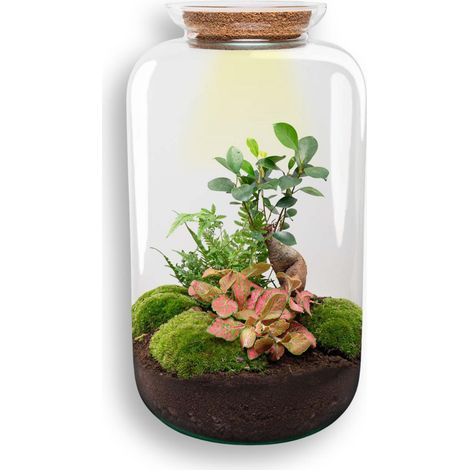 Terrarium DIY Kit Complet avec Bonsai Ficus Ginseng et Éclairage LED - Écosystème Ø 23 x 43 cm - PANGIVO (1/5)