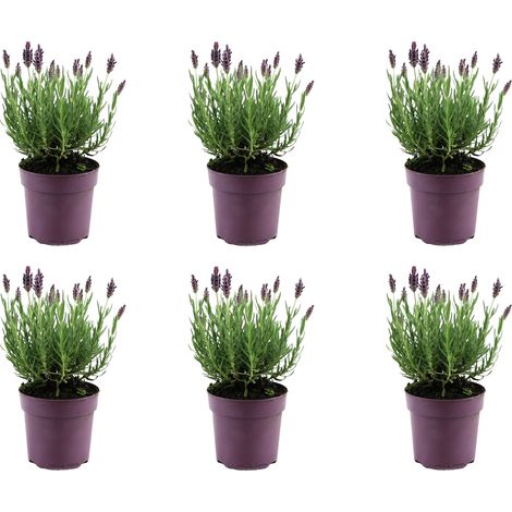 Bloomique - Lot de 6 - Lavandula Stoechas Anouk - Lavande Papillon - Rustique - Plante balcon - Plante jardin - Hauteur 15-20 cm - Pot 10,5 cm