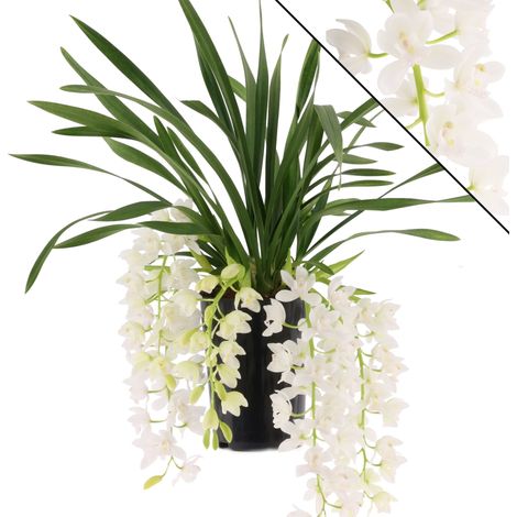Gardenaria Cymbidium white 'Ice cascade' - Pianta da interno ornamentale - Altezza: 60 cm (vaso 14) (1/5)