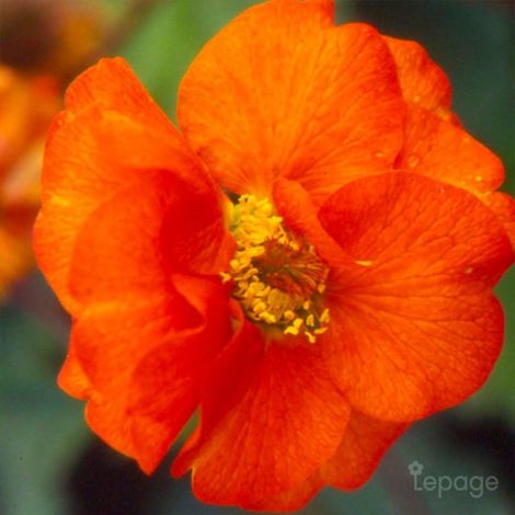 3 Benoîtes 'Fire Opal' (Geum 'Fire Opal') (1/5)