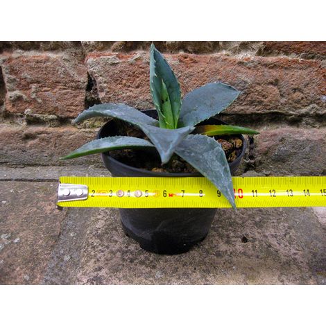 Agave americana var. americana 10 cm, cactus, pianta grassa winter hard, resistente fino a -5° C