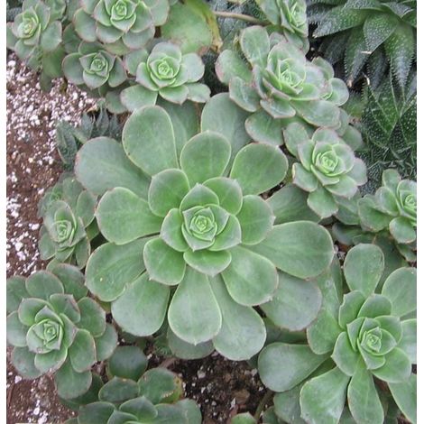 2 head cuttings - aeonium haworthii