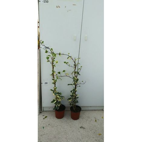 PIANTA DI EDERA VARIEGATA  FOGLIA LARGA ALTEZZA 60/80 cm (foto reale) IN VASO.