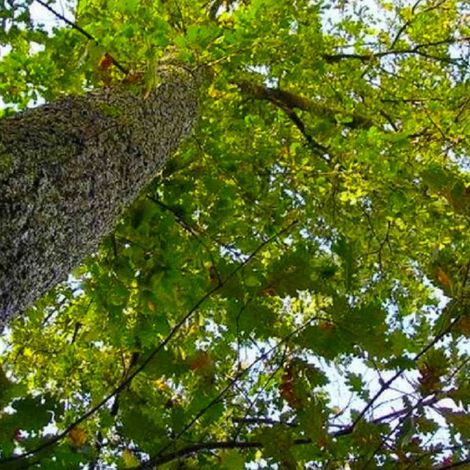Pépinières Naudet – Chêne pubescent (Quercus pubescens) – Godet 20/40cm – Résistant aux climats secs – Favorise la biodiversité – Port majestueux