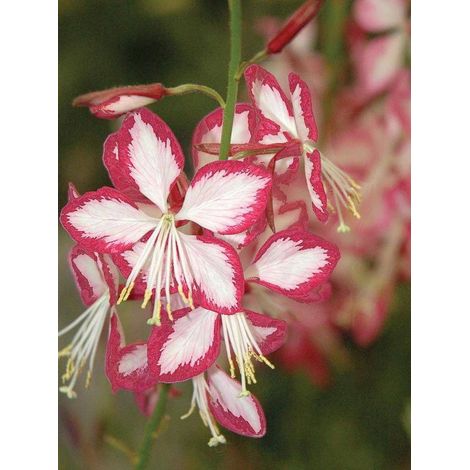 Gaura lindheimeri 'Rosy Jane' Godet de 8/9 cm