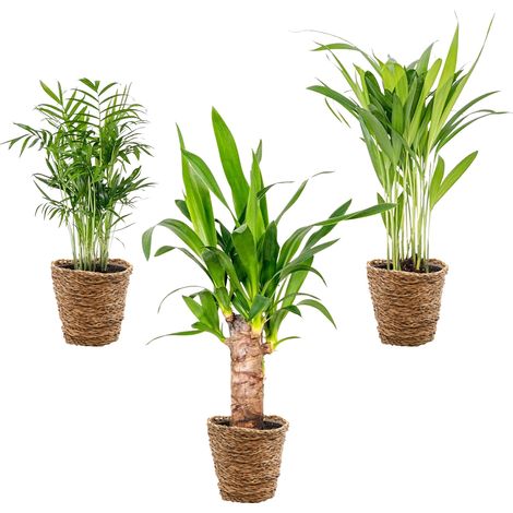 3x Mélange de palmiers tropicaux avec panier en jonc de mer – Facile à entretenir – ⌀12 cm – 20-45 cm