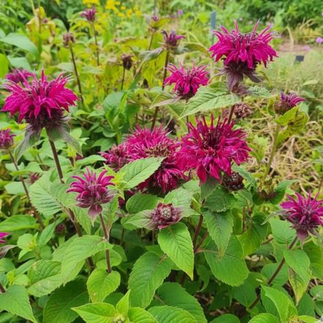 Monarde Bee True®/Lot de 9 godets