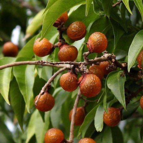 pianta sapindus saponaria Albero del Sapone