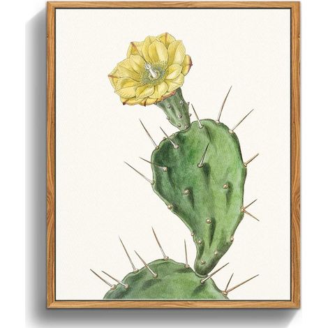 Vintage Botanische Leinwandbilder mit Holzrahmen 20x25cm Opuntia Flowering (1/5)
